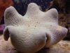 Toadstool.JPE