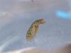 2003_0417slug0013 (Custom).JPG