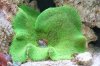 haddoni carpet anemone.jpg
