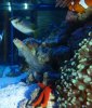 sick jawfish-small.jpg