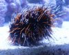 urchin3.jpg