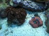 120_2zoa.jpg