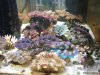seacreatureaquarium-3.jpg