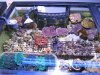 coralreefaquarium-4.jpg
