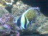 moorish idol.jpg