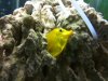 yellow_tang2.jpg