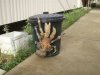 coconut_crab_1_.jpg