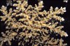 Acropora-Awi.jpg