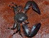 crab1.jpg