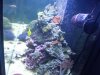 Reef Tank 5-10.jpg