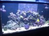 Reef Tank2 5-10.jpg