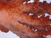 2003_0119ACROFLATWORMS0012 (Custom).JPG
