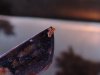 2003_0119ACROFLATWORMS0028 (Custom).JPG