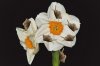 Narcissus.jpg