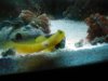 sick goby 004.jpg