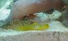 sick goby 005.jpg