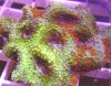 rainbow_Acan.jpg