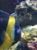 scribbled angel female reefers 1.jpg
