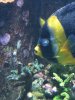 scribbled angel female reefers 3.jpg