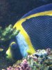 scribbled angel male reefers 1.jpg