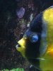 scribbled angel female reefers.jpg
