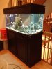 75 gallon tank.jpg