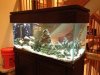 75 gallon tank 3.jpg