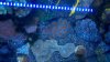 acan.jpg