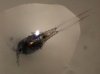 copepoda.jpg