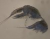 copepod3a.jpg