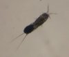 copepod3.jpg