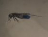 copepod2.jpg