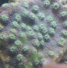 coral2.png