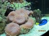 corals 005.jpg