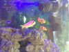 anthias and clown fish.JPG