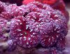 Deepest red blasto.jpg