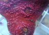 Bloody Red Oxypora.jpg