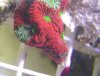 water melon favites3.jpg