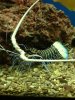 spike lobstaa.jpg