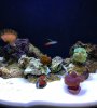 reef tank 1.jpg