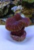 reef tank 2.jpg