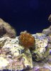 reef tank 4.jpg
