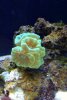 reef tank 5.jpg