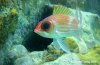 christmas-fish.jpg