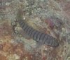 Gobiosoma (Tigrigobius) macrodon.jpg
