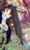 25314worm3.jpg