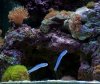 blue gobies2.JPG