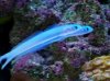 blue gobies.JPG
