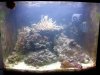Biocube Full Tank Shot 12-4-13.jpg