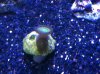 contest zoa.JPG